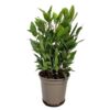 image LAURUS NOBILIS
