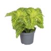 image COLEUS STAINED GLASSWORKS PALISADE