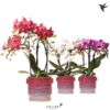 image PHALAENOPSIS 3BR VARIE CERAM