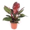 image PHILODENDRON SUN RED