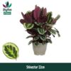 image CALATHEA SHINESTAR