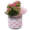 image KALANCHOE FL DBLE CERAM