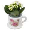 image KALANCHOE FL DBLE CERAM