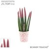 image SANSEVIERIA CYLINDRICA VELOURS