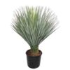 image YUCCA ROSTRATA