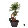 image BONSAI ARAUCARIA BIDWILLII