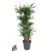 image DRACAENA RIKI