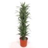 image DRACAENA WARNECKEI