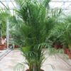 image ARECA CHRYSALIDOCARPUS