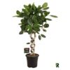 image FICUS BENJAMINA AUDREY SPIRALE