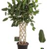 image FICUS BENJAMINA AUDREY PALISSE