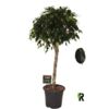 image FICUS DANIELLE TIGE