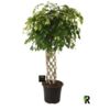 image FICUS BENJAMINA EXOTICA PALISSE