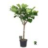 image FICUS LYRATA TIGE