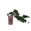 image FICUS GINSENG CASCADE