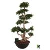 image FICUS GINSENG