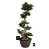 image FICUS GINSENG