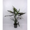 image ALOCASIA SABRINA NARROW