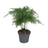 image ASPARAGUS PLUMOSUS