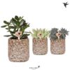 image SUCCULENTE CERAM