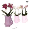 image PHALAENOPSIS 2BR MF POISSON CERAM