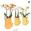 image PHALAENOPSIS 2BR MF POISSON CERAM