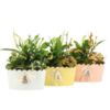 image COMPO 3 PLANTES ZINC