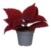 image COLEUS