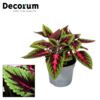image COLEUS MAIN STREET RUBY ROAD