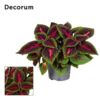 image COLEUS MAIN STREET RUBY ROAD