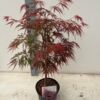 image ACER PALMATUM GARNET