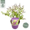image SYRINGA DARK PURPLE