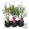 image SYRINGA VARIE