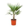 image TRACHYCARPUS FORTUNEI