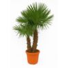 image TRACHYCARPUS FORTUNEI