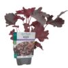 image HEUCHERA BLACK BEAUTY