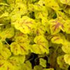 image HEUCHERELLA SOLAR POWER