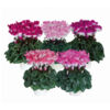 image CYCLAMEN MINI INDIAKA