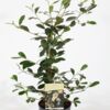 image MAGNOLIA FAIRY HONEY VELVET