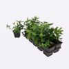 image HYPERICUM VARIES