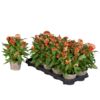 image CELOSIE TWISTED LIGHT ORANGE