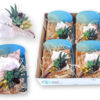image COMPO SUCCULENTE COQUILLAGE