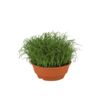 image CYPERUS ZUMULA COUPE