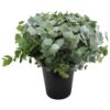 image EUCALYPTUS CINEREA X10
