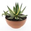 image AGAVE LOPHANTHA COUPE