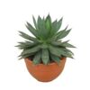 image AGAVE RED EDGE