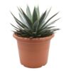 image AGAVE SHAKA KOKO