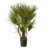image CHAMAEROPS HUMILIS