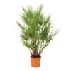 image CHAMAEROPS HUMILIS