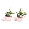image COMPO PLANTES FLEURIES COQUILLAGE